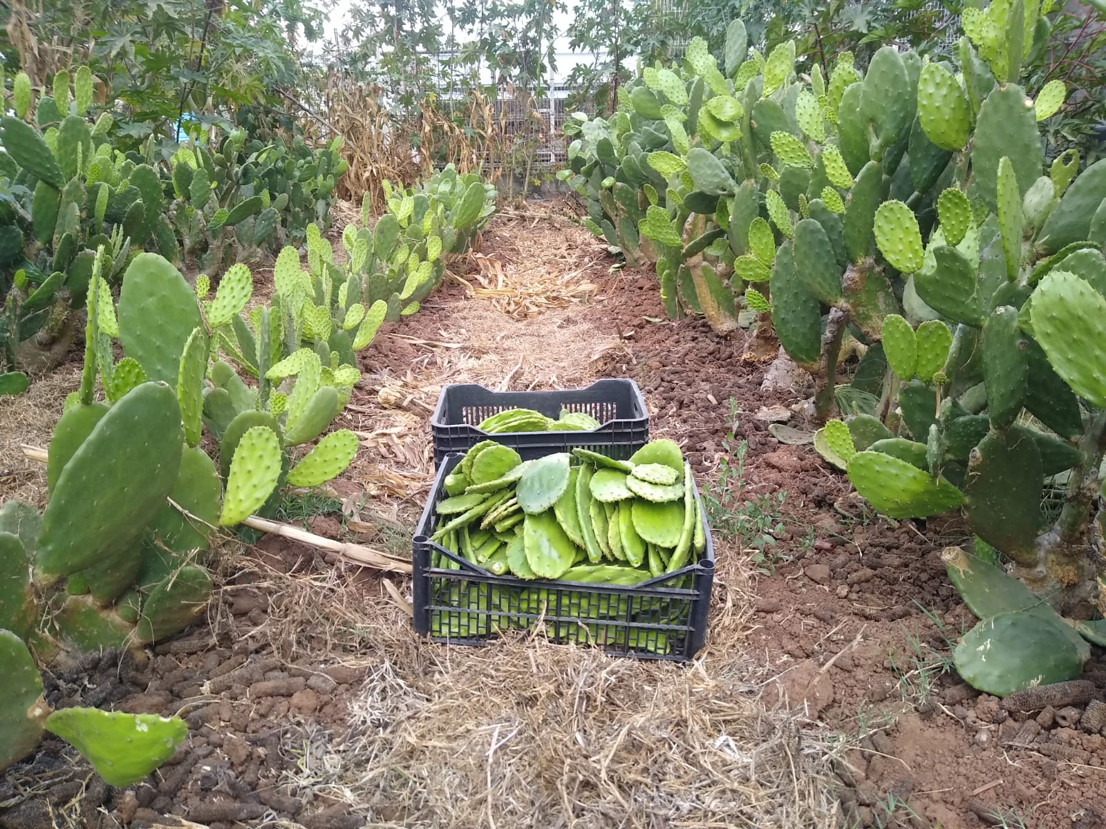 NOPAL VERDURA ORGÁNICOS EN PENCAS